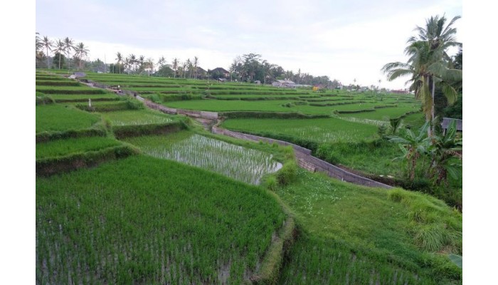 Hotel Green Fields Luxury Villas poza 6