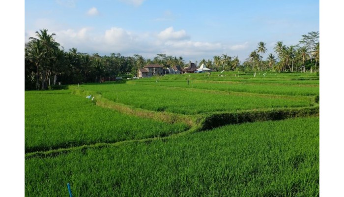 Hotel Green Fields Luxury Villas poza 9